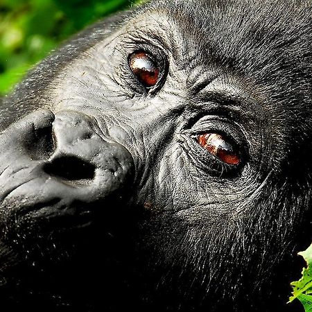 Sanctuary Gorilla Forest Camp Hotel Ntungamo  Bagian luar foto