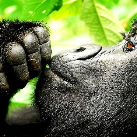 Sanctuary Gorilla Forest Camp Hotel Ntungamo  Bagian luar foto