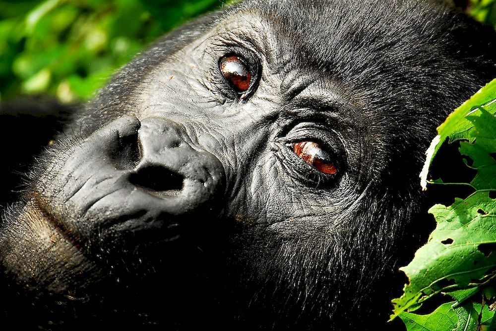 Sanctuary Gorilla Forest Camp Hotel Ntungamo  Bagian luar foto