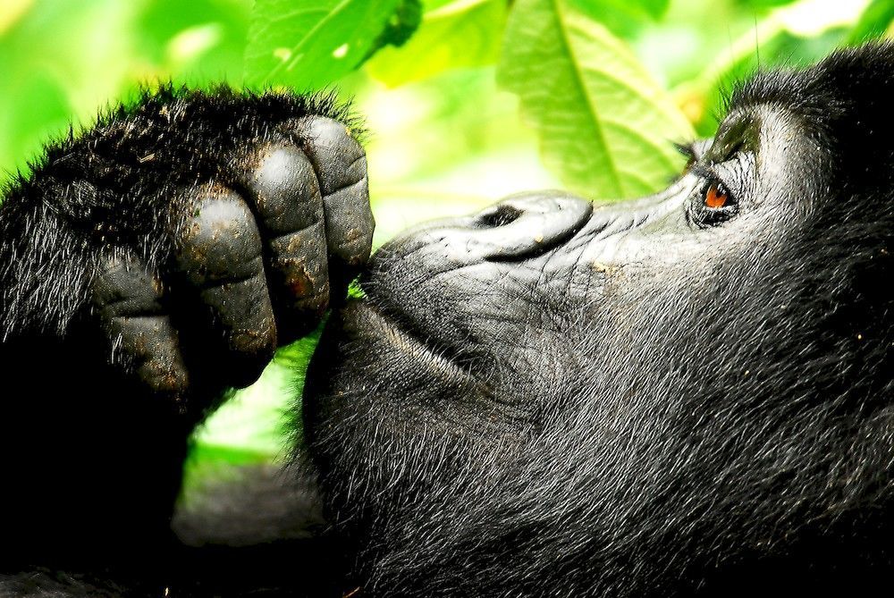Sanctuary Gorilla Forest Camp Hotel Ntungamo  Bagian luar foto